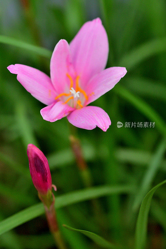 西风草/玫瑰粉色西风百合/粉色雨百合